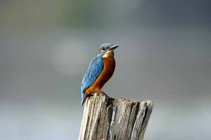 Martino02.jpg