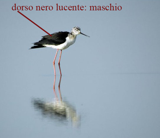 maschio.jpg