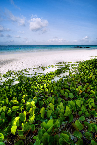 mauritius.jpg