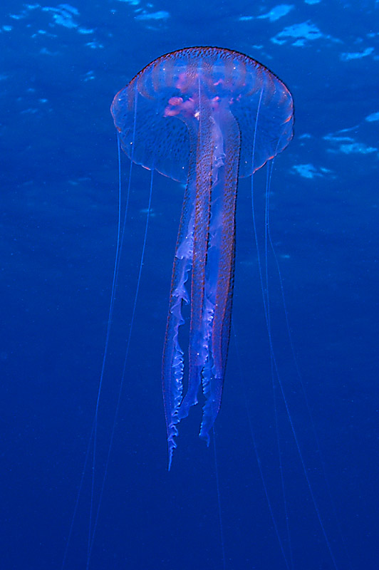 Medusa1.jpg