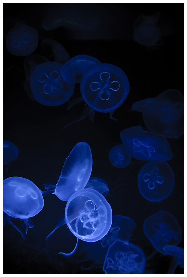 Meduse-II.jpg