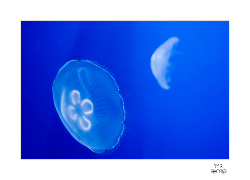 Meduse-web.jpg