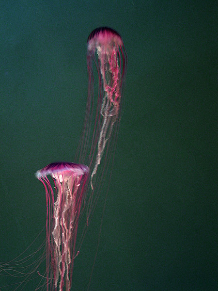 meduse.jpg