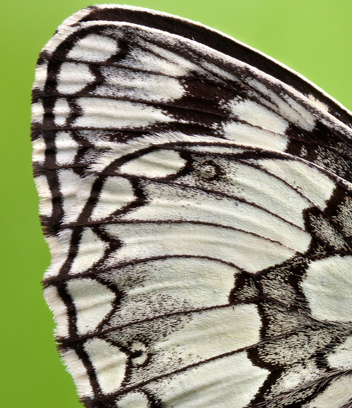 Melanargia-galathea---600--.jpg