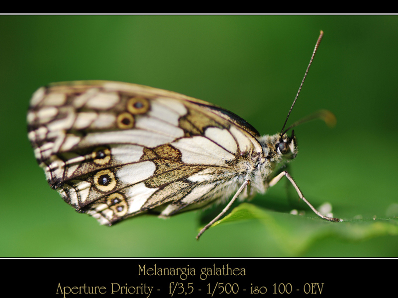 Melanargia-galathea--f35.jpg