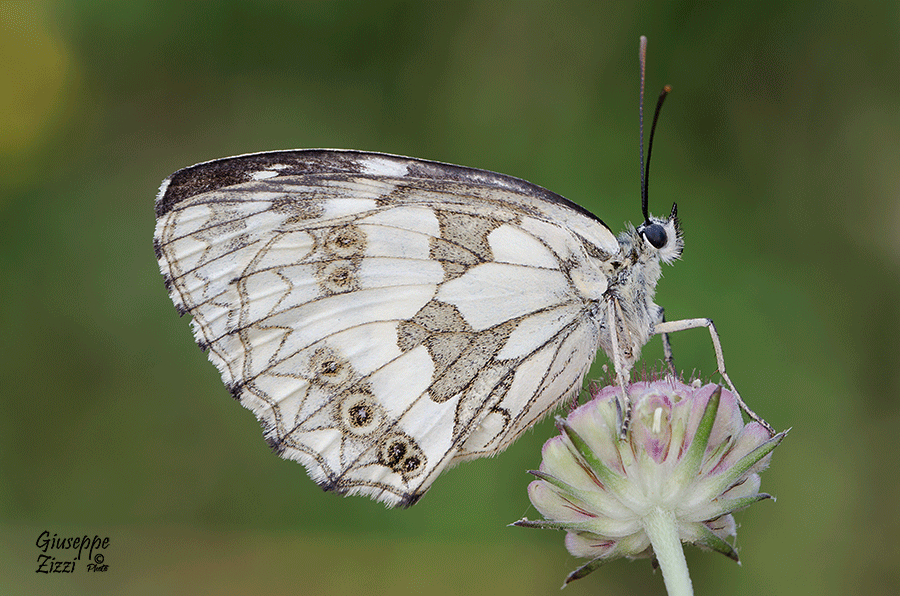 Melanargia-Galathea_DSC0169.png