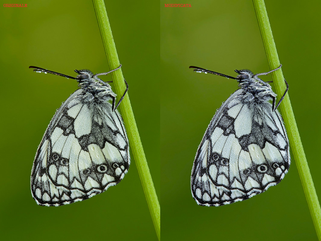 melanargia.jpg