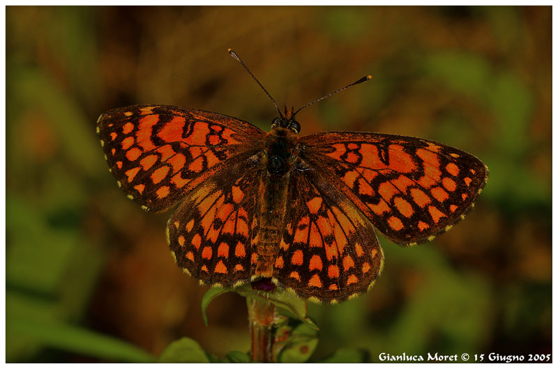 Melitaea-1-sfondo-modificat.jpg