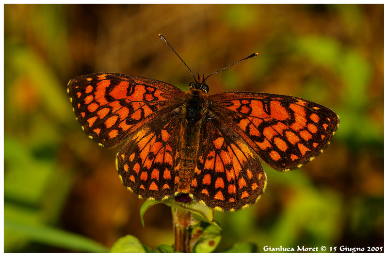 Melitaea-1.jpg