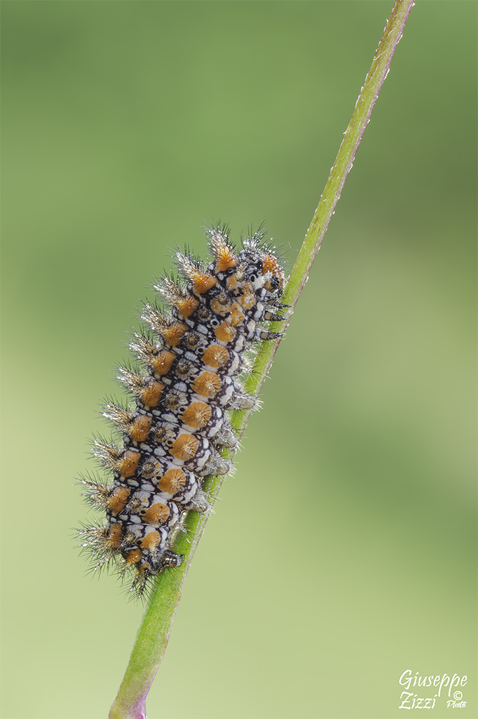 Melitaea-didyma_DSC5898.jpg