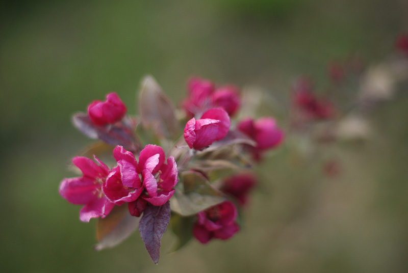 Melo da fiore.jpg