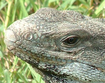 mexico039_crop.jpg