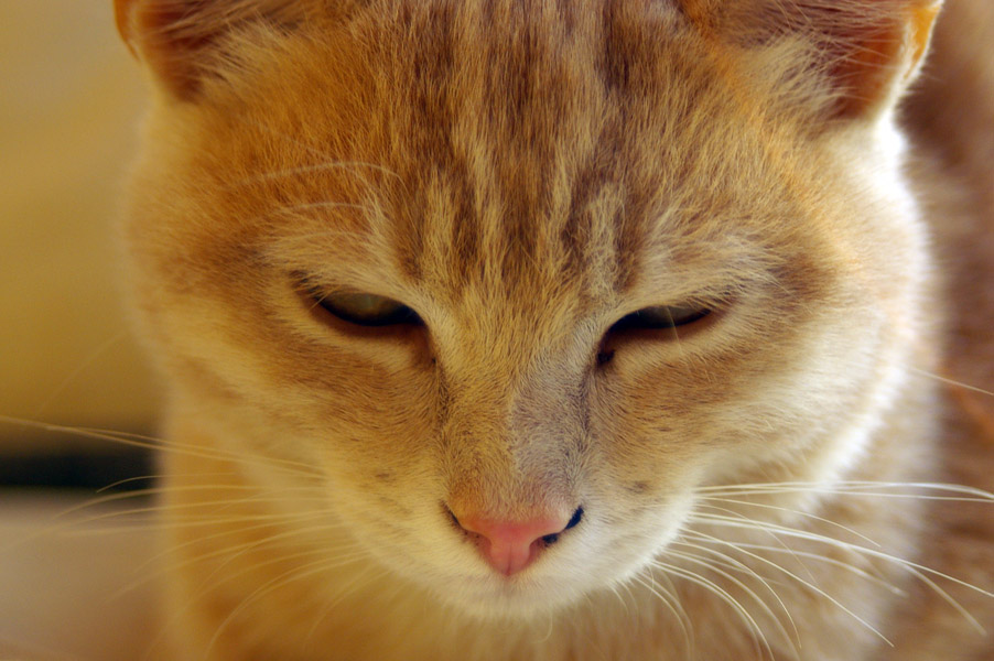 miao01.jpg