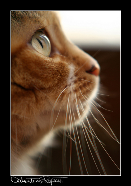 Miao.jpg
