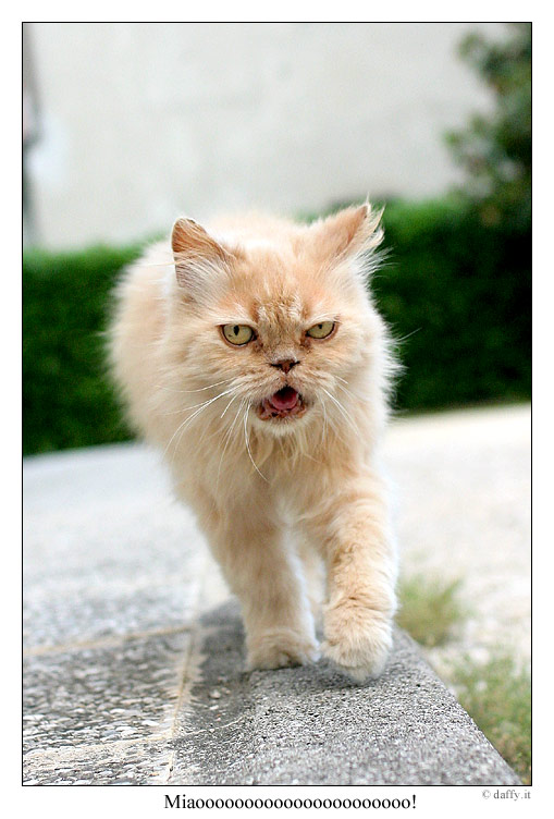 Miaooooo.jpg