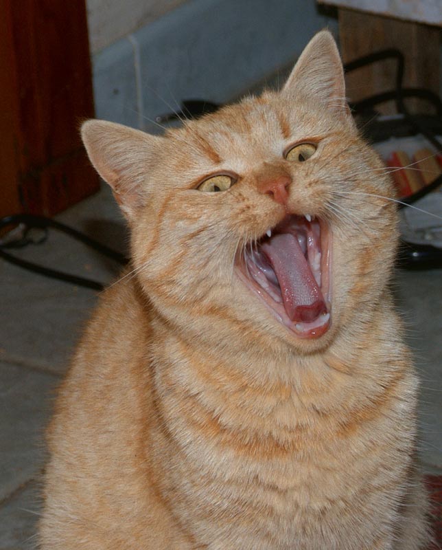 micetta-roar.jpg