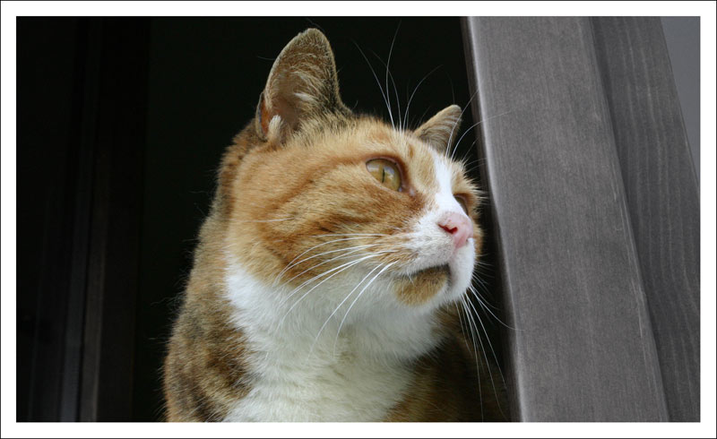 micia.jpg
