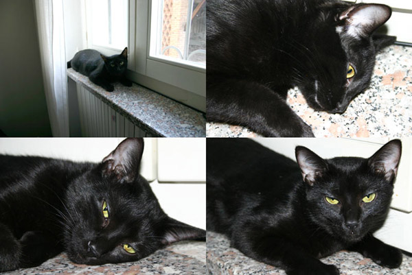 micia4_800.jpg
