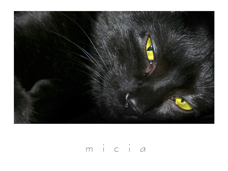 micia800.jpg