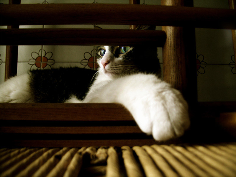 micia.jpg