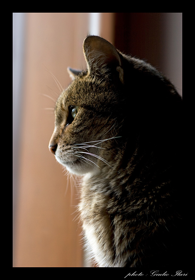 Micia.jpg