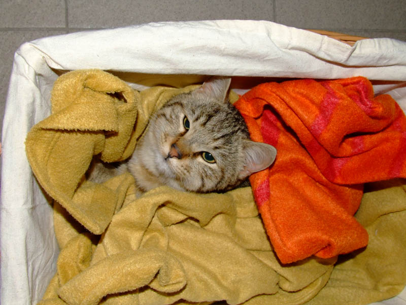 micia.jpg