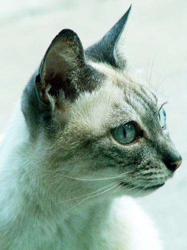 micia.jpg