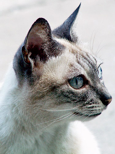 micia_624.jpg