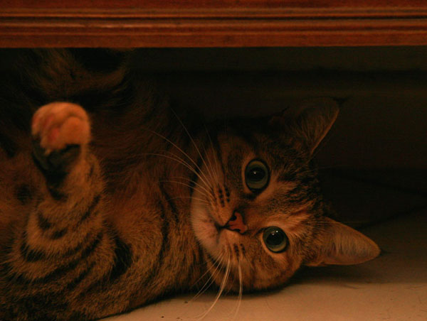 micia modificata.jpg