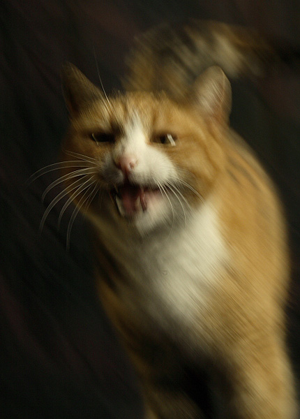 miciaaaa.JPG