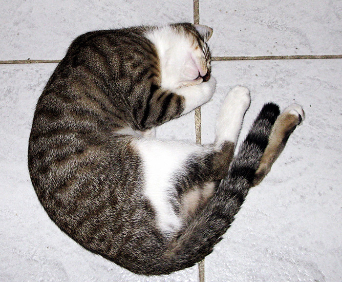 Micio-2.jpg