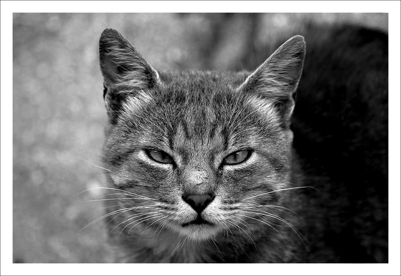 micio01.jpg