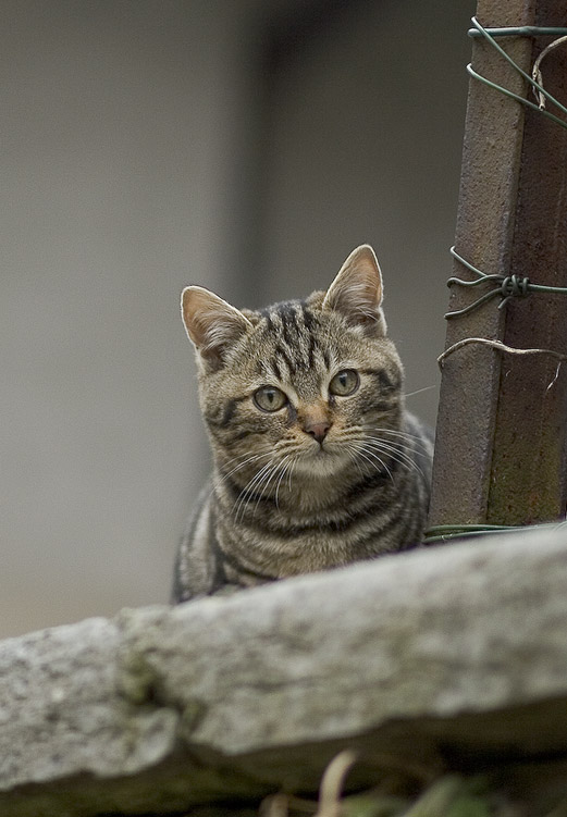 micio01.jpg