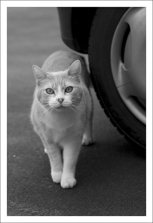 micio03.jpg
