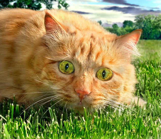 micio2.jpg