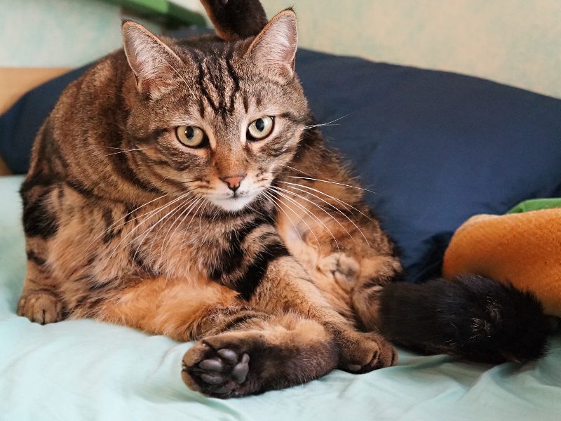 micio2.jpg