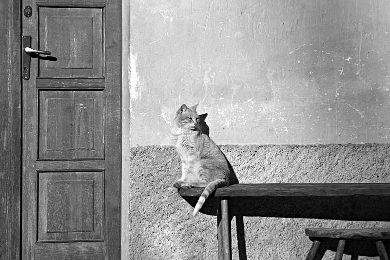 micio80.jpg