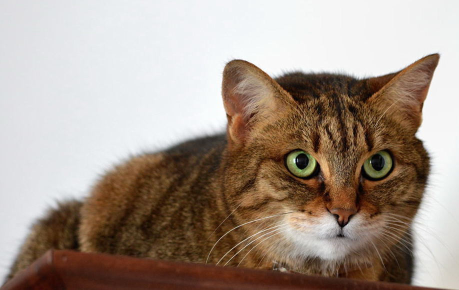 micio.jpg