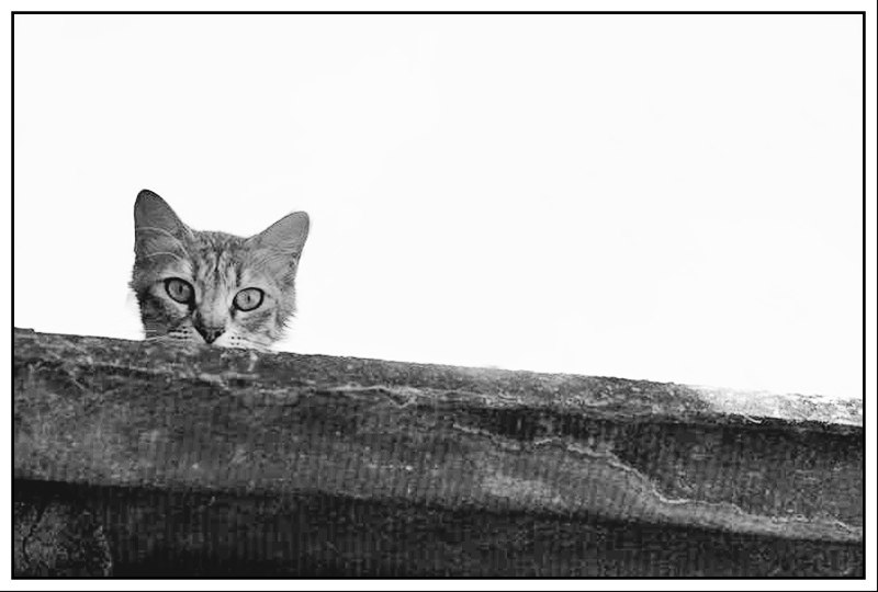 micio.jpg