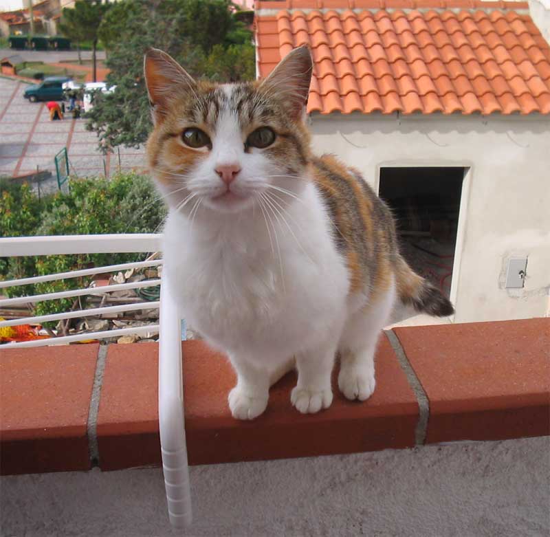 micio.jpg