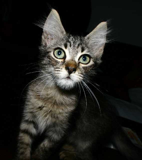 micio.jpg
