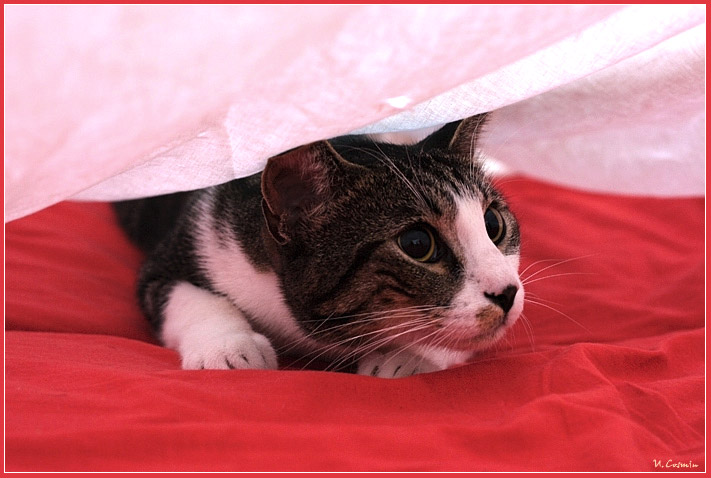 micio.jpg