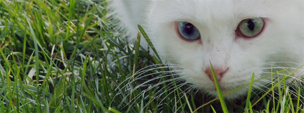 micio.jpg