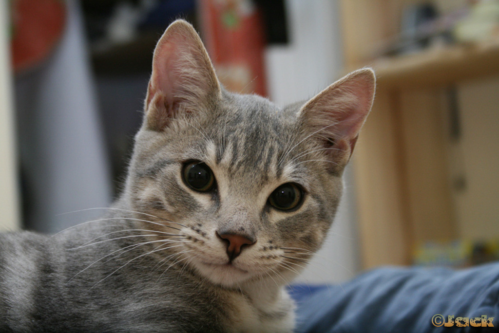 Micio.jpg