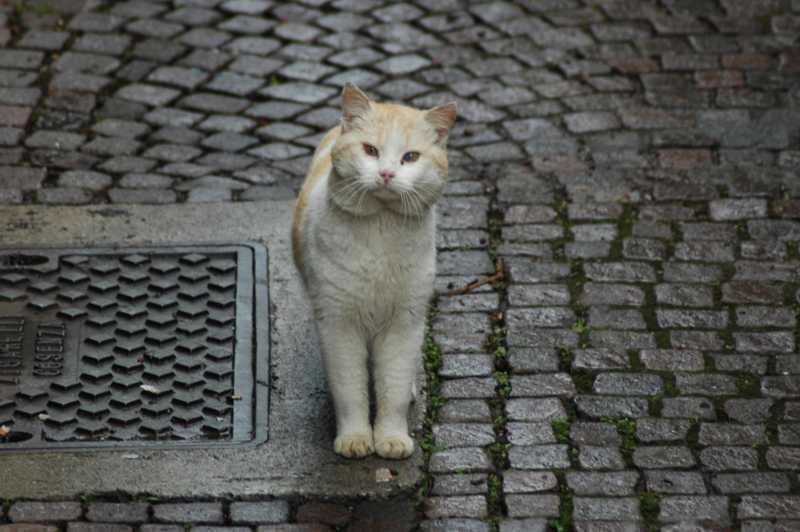 micio.jpg