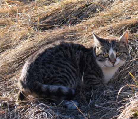 micio.jpg
