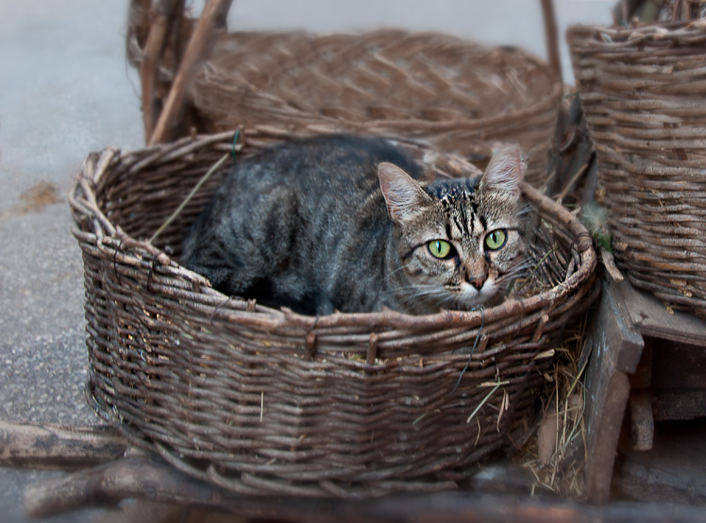 Micio II.jpg