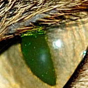 micky_135dc_crop.jpg