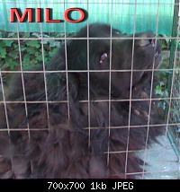 MILO_-_terranova_musetto.jpg