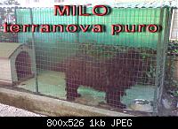 MILO_-_terranova_NELLA_PRIGIONE.jpg